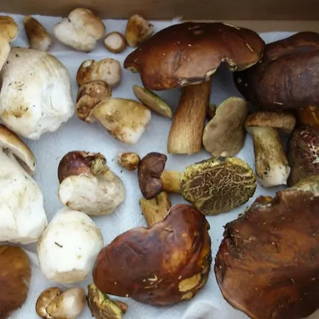 Almet Apartmanove 206 Apartman *